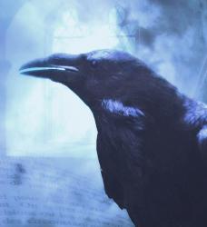 User Profile: loquaciousRaven11