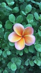 Profile: Livinalohava