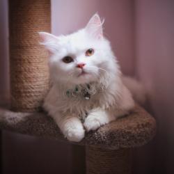 Profile: knni