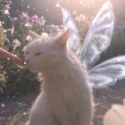 User Profile: nicehumanthisway