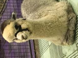 User Profile: SoftAlpaca10