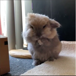 User Profile: ibbunny