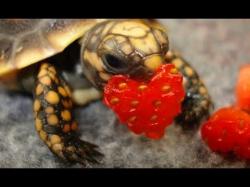 User Profile: friendlyturtle27