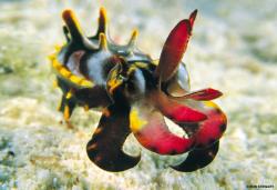 User Profile: Flamboyantcuddlefish