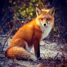 User Profile: mistythefox101