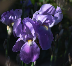 User Profile: BehindTheLens
