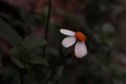 User Profile: Sunflower0507