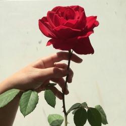 User Profile: Glossypills