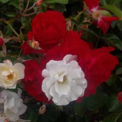 User Profile: notesandphotographs