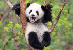 User Profile: Friendlypanda23