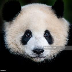 User Profile: EccentricPanda
