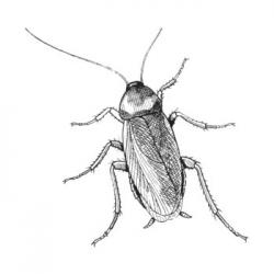 User Profile: TheCockroach