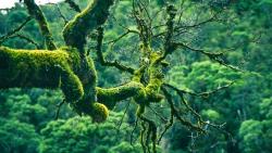 User Profile: WonderfullTree