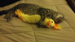 User Profile: Lokithecat109