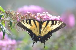 Profile: Tyedyedbutterfly65