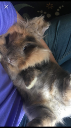 User Profile: Gentlerabbit7539