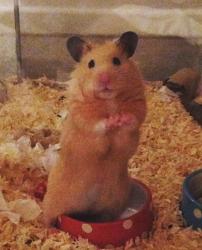 User Profile: Josiesloth