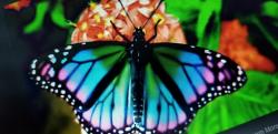 User Profile: HannahDawnBeautifulButterfly