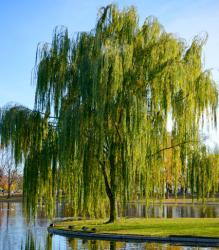 User Profile: WillowOnMain
