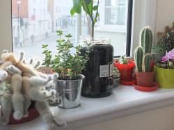 User Profile: plantbudd