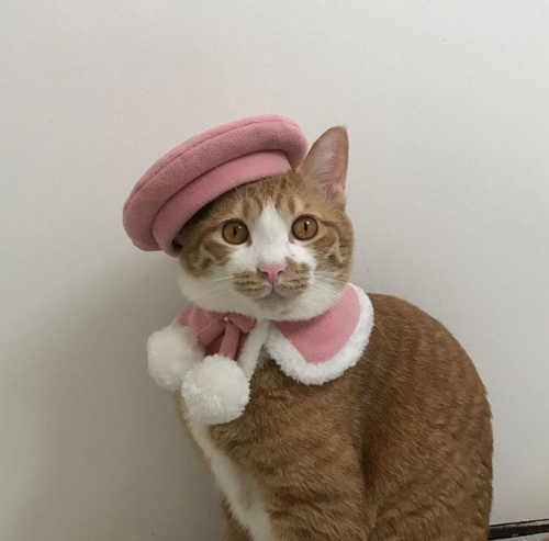 User Profile: CuriousCat12