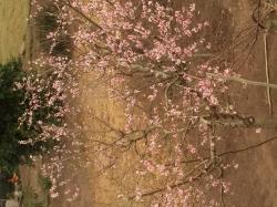 Profile: ShiningTree123
