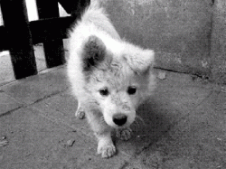 User Profile: Noraandherdog