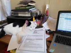 User Profile: CrispyKitty