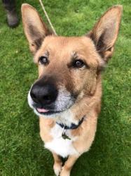 User Profile: SamWoof