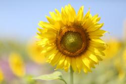 User Profile: softSunflower54