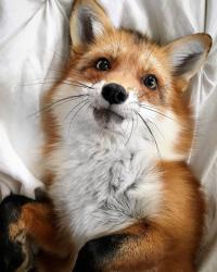 User Profile: FoxOnWheels