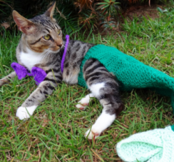 Profile: murrmaidkitty