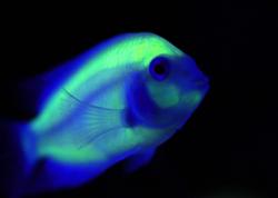 Profile: usefulFish33