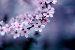 User Profile: SoftBlossoms2