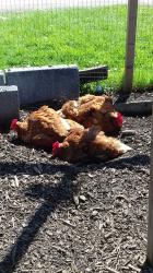 User Profile: TheChickenLady