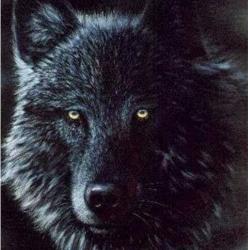 User Profile: BlackWolf1002