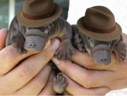 User Profile: Littleplatypus