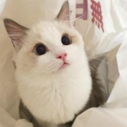 Profile: nekos