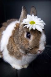 User Profile: bunnyflower