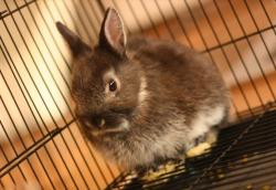 Profile: blackrabbit