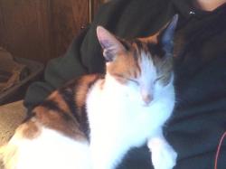 Profile: kittykat
