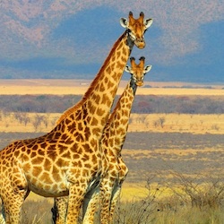 Profile: TypicalPterodactyl