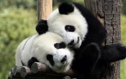 User Profile: Panda91