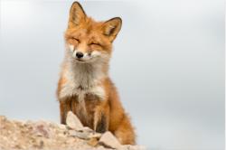 Profile: jollyfox