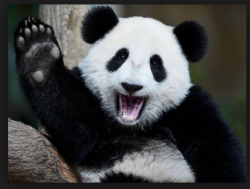 User Profile: Lilhappypanda