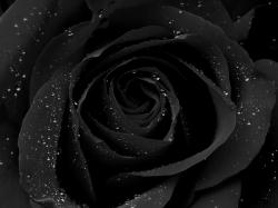 User Profile: MelodyOfTears3303