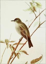Profile: EriaDavaensis