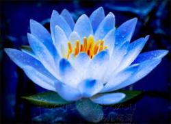 Profile: bluerainlotus80