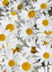 Profile: dianethehelper