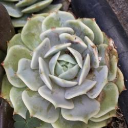 Profile: palomafimbres